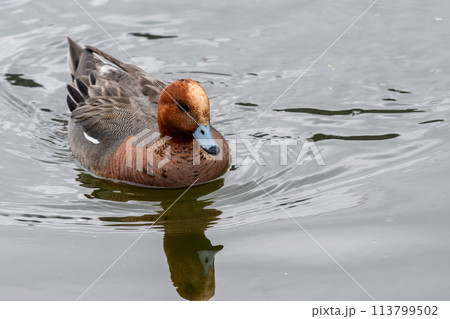 ヒドリガモ雄 113799502