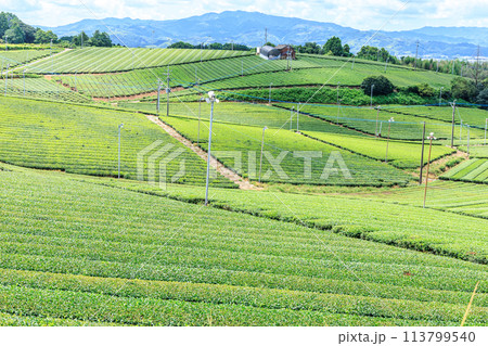 八女中央大茶園(福岡県八女市) 八女中央大茶園(福岡県八女市) 113799540