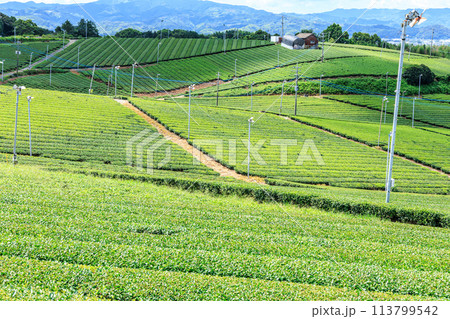 八女中央大茶園（福岡県八女市） 113799542