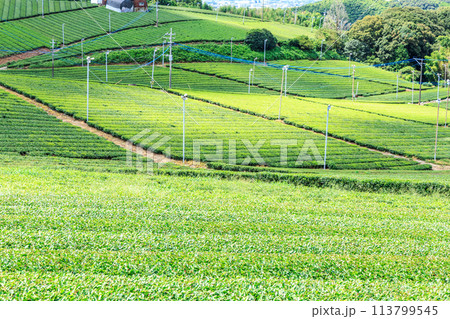 八女中央大茶園（福岡県八女市） 113799545