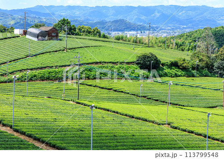 八女中央大茶園(福岡県八女市) 八女中央大茶園(福岡県八女市) 113799548