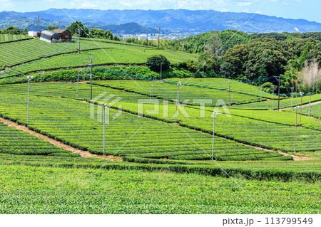 八女中央大茶園(福岡県八女市) 八女中央大茶園(福岡県八女市) 113799549