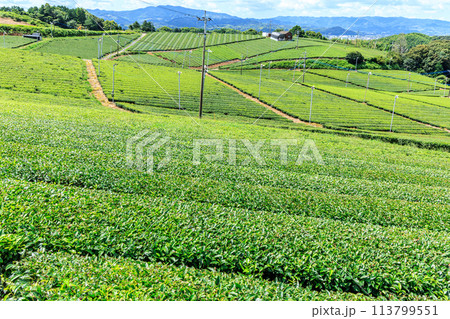 八女中央大茶園(福岡県八女市) 八女中央大茶園(福岡県八女市) 113799551