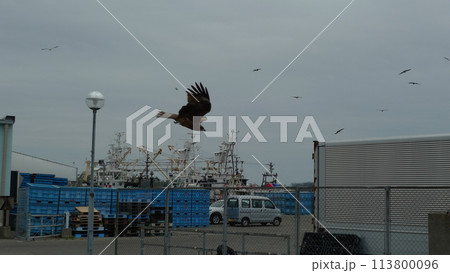 漁港のとんび 漁港のとんび 113800096