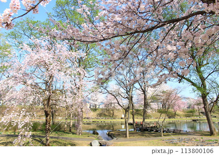 銭淵公園・桜 銭淵公園・桜 113800106