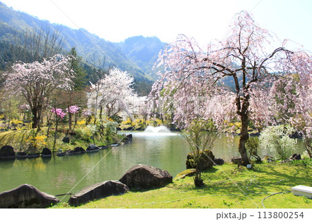 銭淵公園・桜 113800254