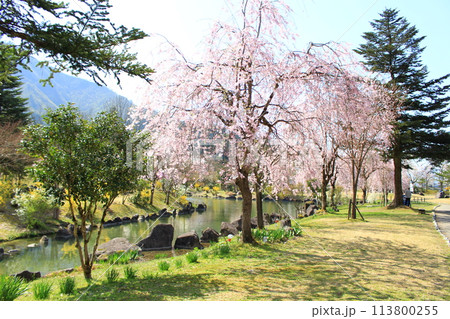 銭淵公園・桜 113800255
