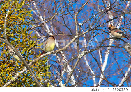 ヒレンジャク　野鳥 113800389