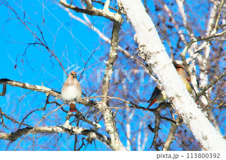 ヒレンジャク 野鳥 ヒレンジャク 野鳥 113800392