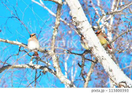 ヒレンジャク　野鳥 113800393