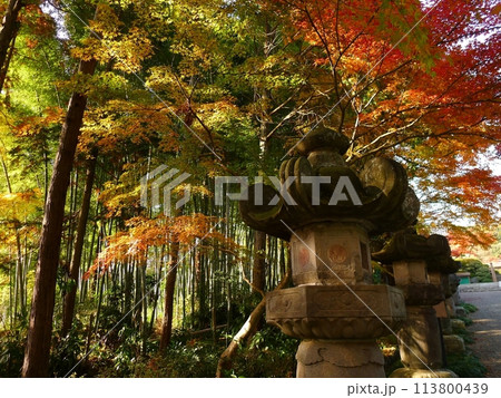 能仁寺の紅葉 (埼玉県飯能市) 能仁寺の紅葉 (埼玉県飯能市) 113800439