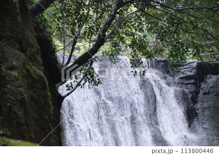 日本の滝100選「桑ノ木の滝」 113800446