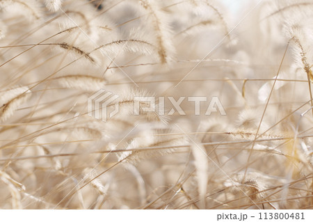 モフモフのススキ 113800481