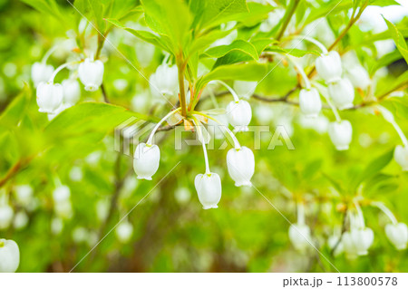 白いドウダンツツジの花のアップ　b-2 ビビッドカラー 113800578