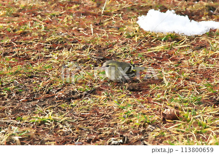マヒワ 野鳥 マヒワ 野鳥 113800659