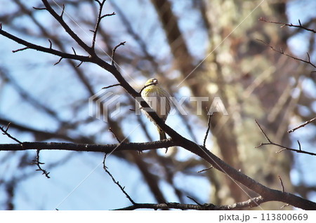マヒワ 野鳥 マヒワ 野鳥 113800669