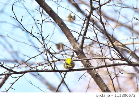 マヒワ 野鳥 マヒワ 野鳥 113800672