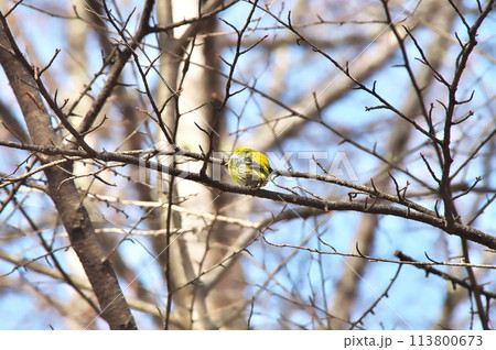 マヒワ　野鳥 113800673