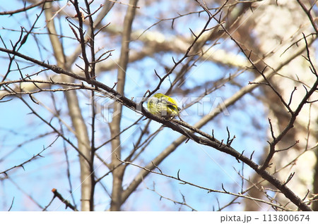 マヒワ 野鳥 マヒワ 野鳥 113800674