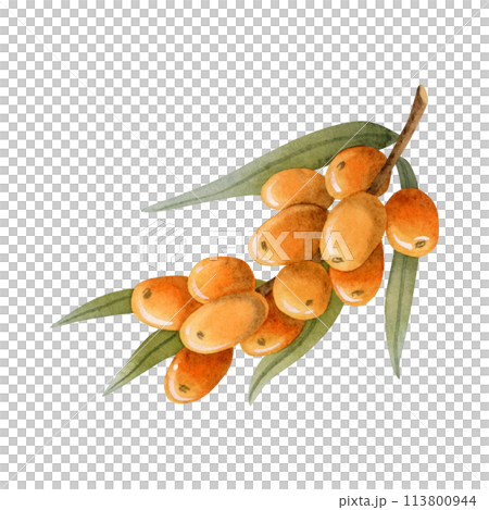 Sea buckthorn orange berries on branch with leaves watercolor illustration isolated on white for natural cosmetics with Hippophae, herbal tea, organic oil, jam and healing juice 113800944