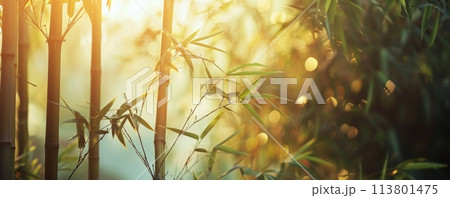 Serene bamboo forest in golden sunlight, symbolizing peace and nature's beauty 113801475