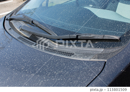 黄砂によって汚れた車 黄砂によって汚れた車 113801509