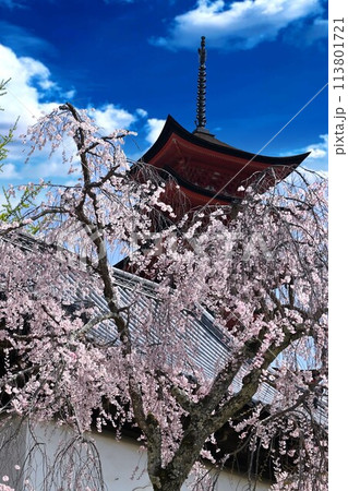 桜に囲まれた五重塔 桜に囲まれた五重塔 113801721