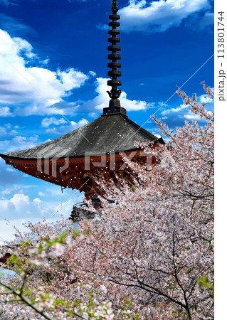桜に囲まれた五重塔 桜に囲まれた五重塔 113801744