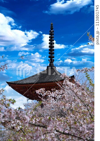 桜に囲まれた五重塔 113801745