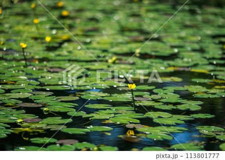 麻生池のオグラコウホネ自生地（八女市星野村） 113801777