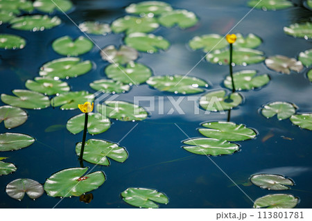 麻生池のオグラコウホネ自生地(八女市星野村) 麻生池のオグラコウホネ自生地(八女市星野村) 113801781