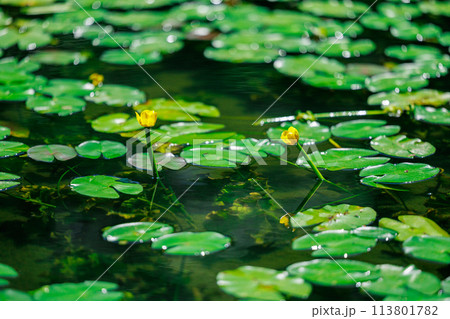 麻生池のオグラコウホネ自生地（八女市星野村） 113801782