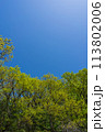 新緑　青空 113802006