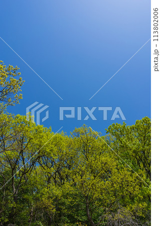 新緑　青空 113802006