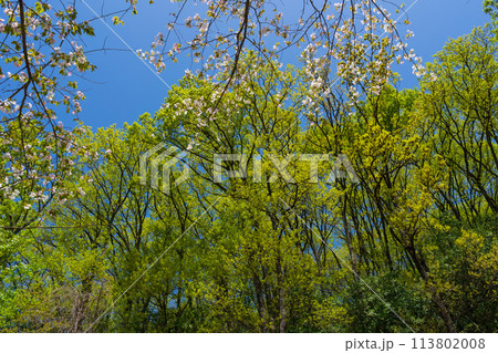 桜　新緑 113802008