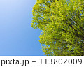 新緑　青空 113802009