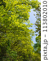 新緑 113802010