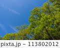 新緑　青空 113802012