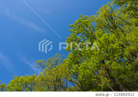 新緑　青空 113802012