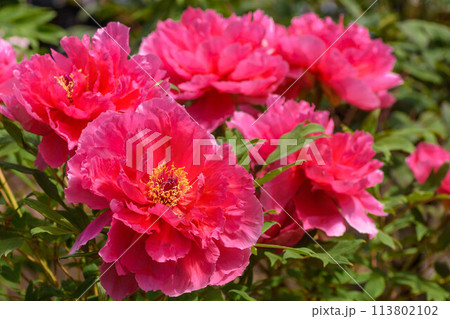 初夏の花　大輪の牡丹 113802102