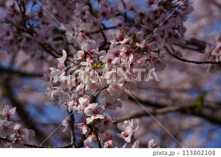 2024.滋賀県琵琶湖　海津大崎桜　 113802108