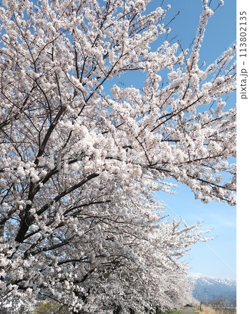 新潟県　新発田市　桜並木と残雪の山並み 113802135