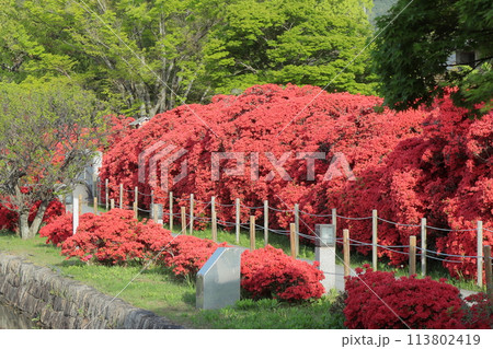 京都 八条ヶ池 満開の霧島ツツジ 京都 八条ヶ池 満開の霧島ツツジ 113802419