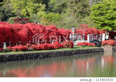 京都 八条ヶ池 満開の霧島ツツジ 京都 八条ヶ池 満開の霧島ツツジ 113802420