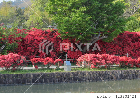 京都 八条ヶ池 真っ赤な満開の霧島ツツジ 京都 八条ヶ池 真っ赤な満開の霧島ツツジ 113802421