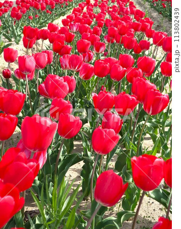 赤いチューリップ畑 113802439