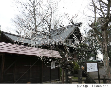 不朽梅　　　（埼玉県狭山市） 113802467