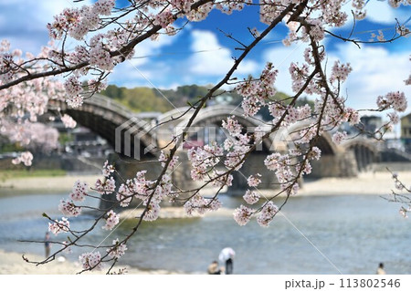 桜咲く春の季節、岩屋公園の風景 桜咲く春の季節、岩屋公園の風景 113802546