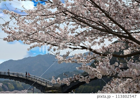 錦帯橋から見た満開の桜 113802547