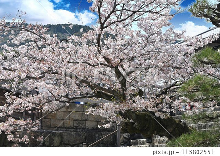 満開の桜の間から見える山 113802551